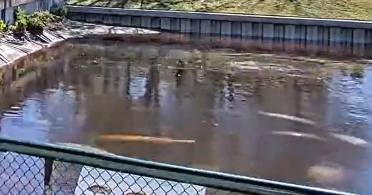 FWC confirms receiving 25 reports of dead manatees in Lee County Feb. 13-18; possibly cold stress related | WGCU News