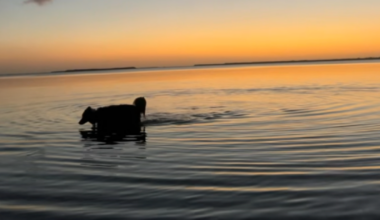Lee County will temporary close Dog Beach Park March 1 and 2 for maintenance work | WGCU News