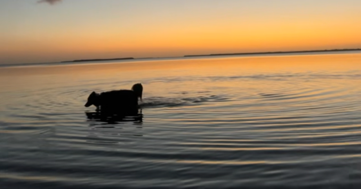 Lee County will temporary close Dog Beach Park March 1 and 2 for maintenance work | WGCU News