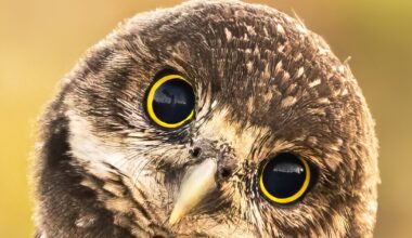 Cape Coral Friends of Wildlife to host 24th Burrowing Owl Festival