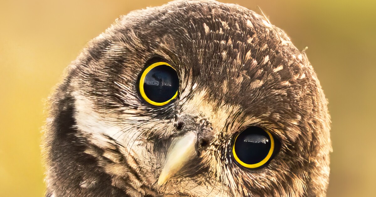 Cape Coral Friends of Wildlife to host 24th Burrowing Owl Festival