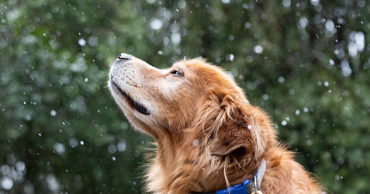 After Tallahassee's deep freeze, we get some analysis and a climate forecast