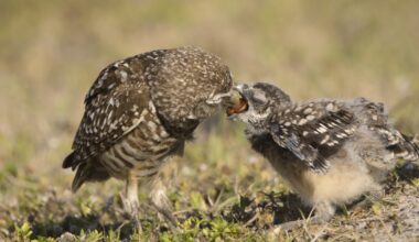 Burrowing owl festival brings wildlife experts to Cape Coral
