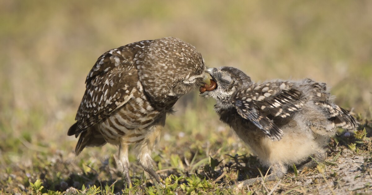 Burrowing owl festival brings wildlife experts to Cape Coral