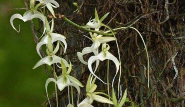 Corkscrew Swamp Sanctuary's prolific 'super' ghost orchid fails to bloom for once