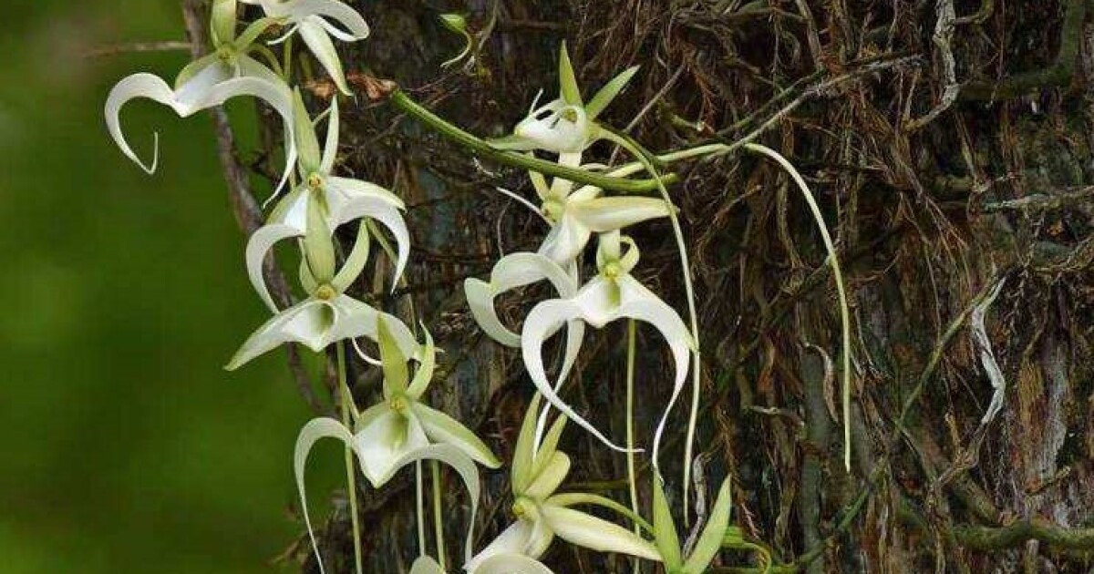 Corkscrew Swamp Sanctuary's prolific 'super' ghost orchid fails to bloom for once