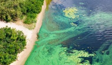 Blue-green algae health alert for Caloosahatchee River-Sebastian Canal reissued by DOH-Lee
