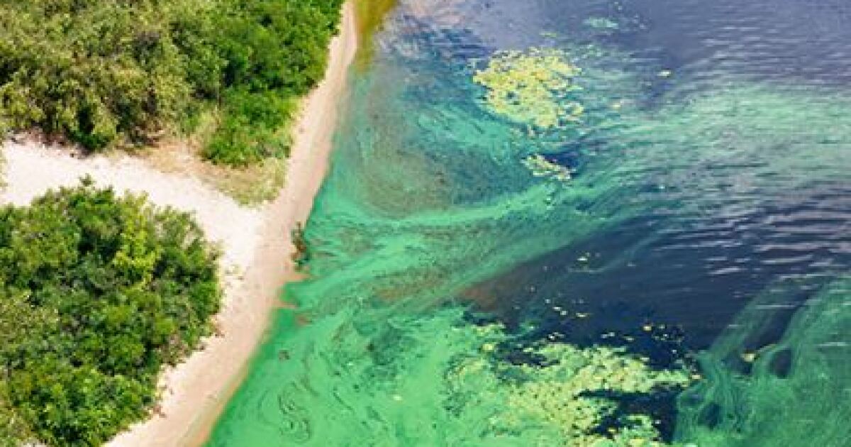 Blue-green algae health alert for Caloosahatchee River-Sebastian Canal reissued by DOH-Lee