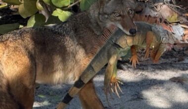 Two non-native 'visitors' make it to North Captiva Island: One has dinner, one IS the dinner | WGCU News