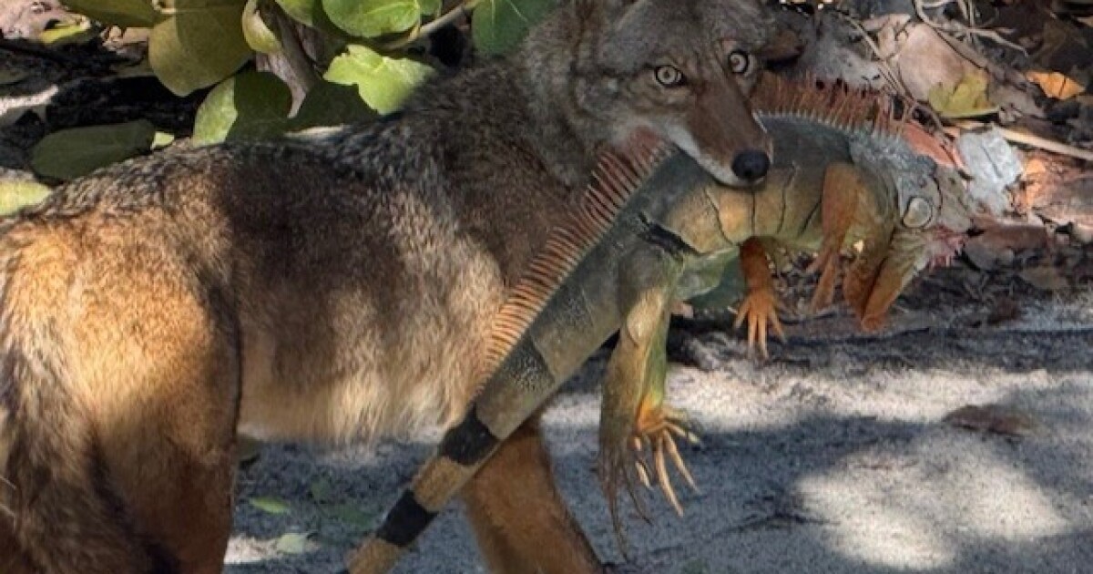 Two non-native 'visitors' make it to North Captiva Island: One has dinner, one IS the dinner | WGCU News