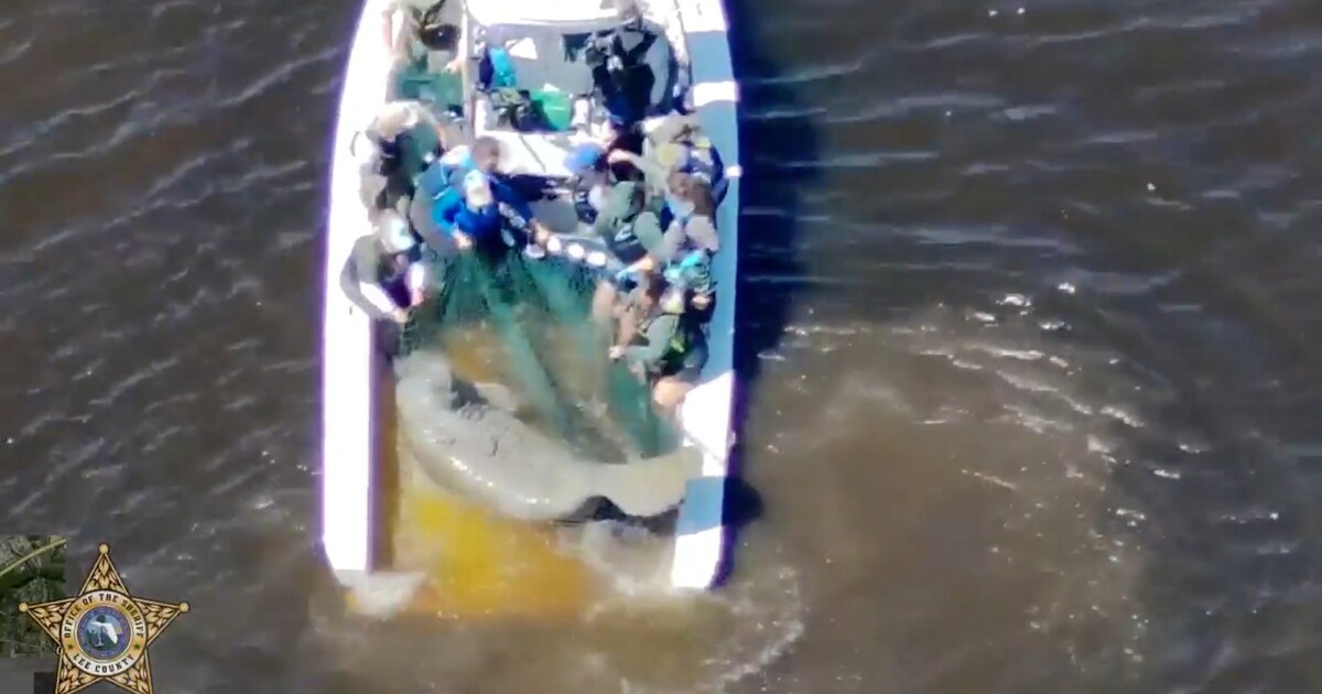 Injured mother manatee, calf rescued by Lee County Sheriff's Office, taken to SeaWorld | WGCU News