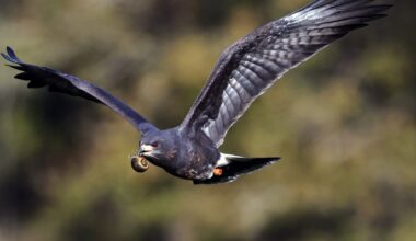 Miami-Dade mayor vetoes heavy equipment dealership on wetlands