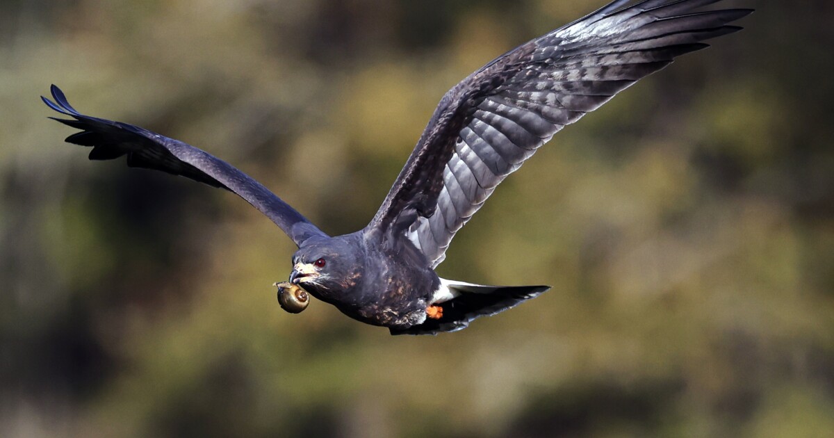 Miami-Dade mayor vetoes heavy equipment dealership on wetlands