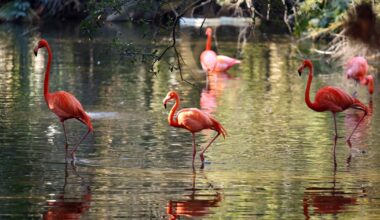 House votes to make Flamingo Florida’s next state bird