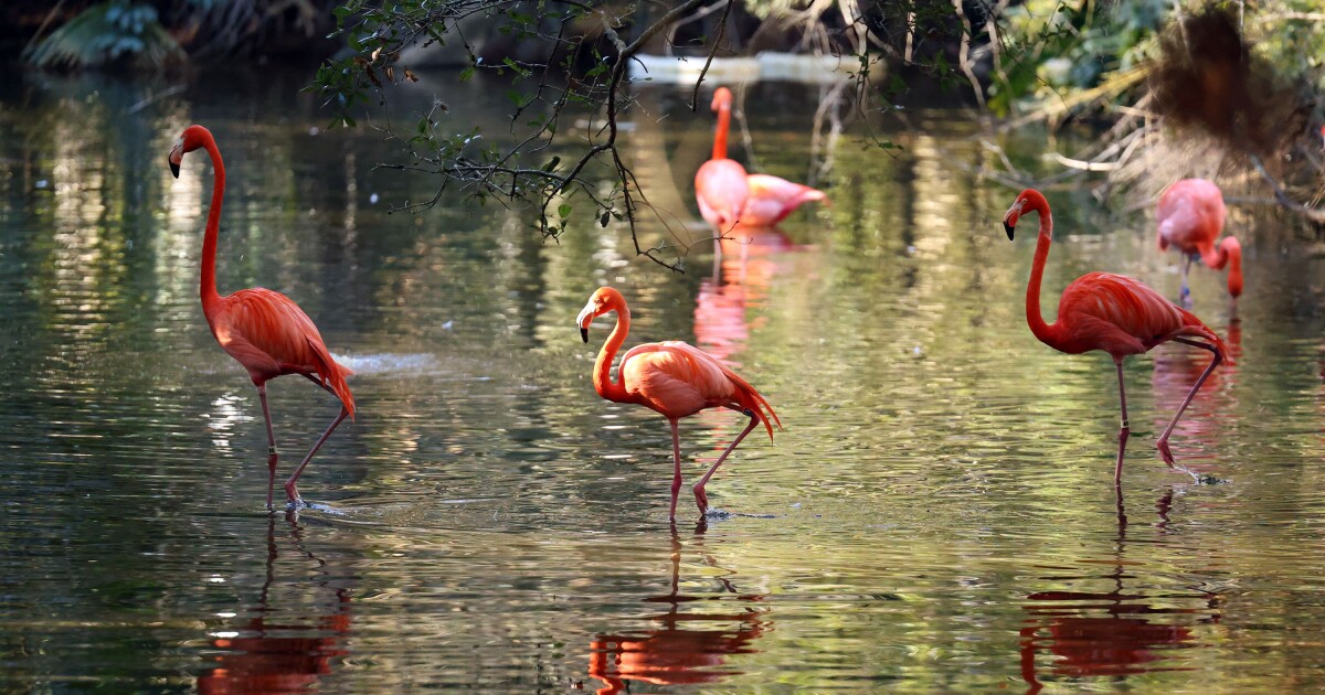 House votes to make Flamingo Florida’s next state bird