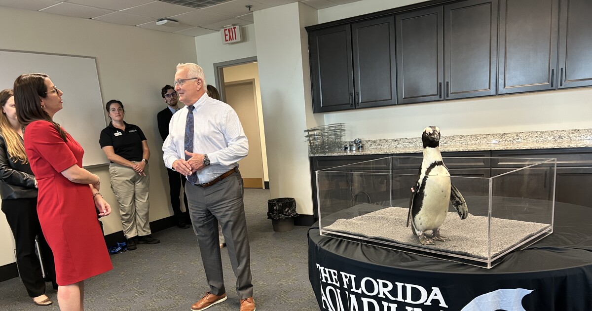 Penguins help lobby for coral restoration, hurricane protection