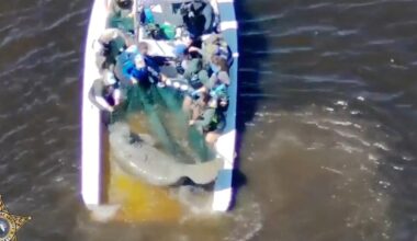 Injured mother manatee and calf are rescued in Florida