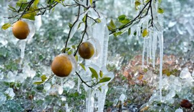 More heavy snow, canceled flights — and, in Florida, falling iguanas