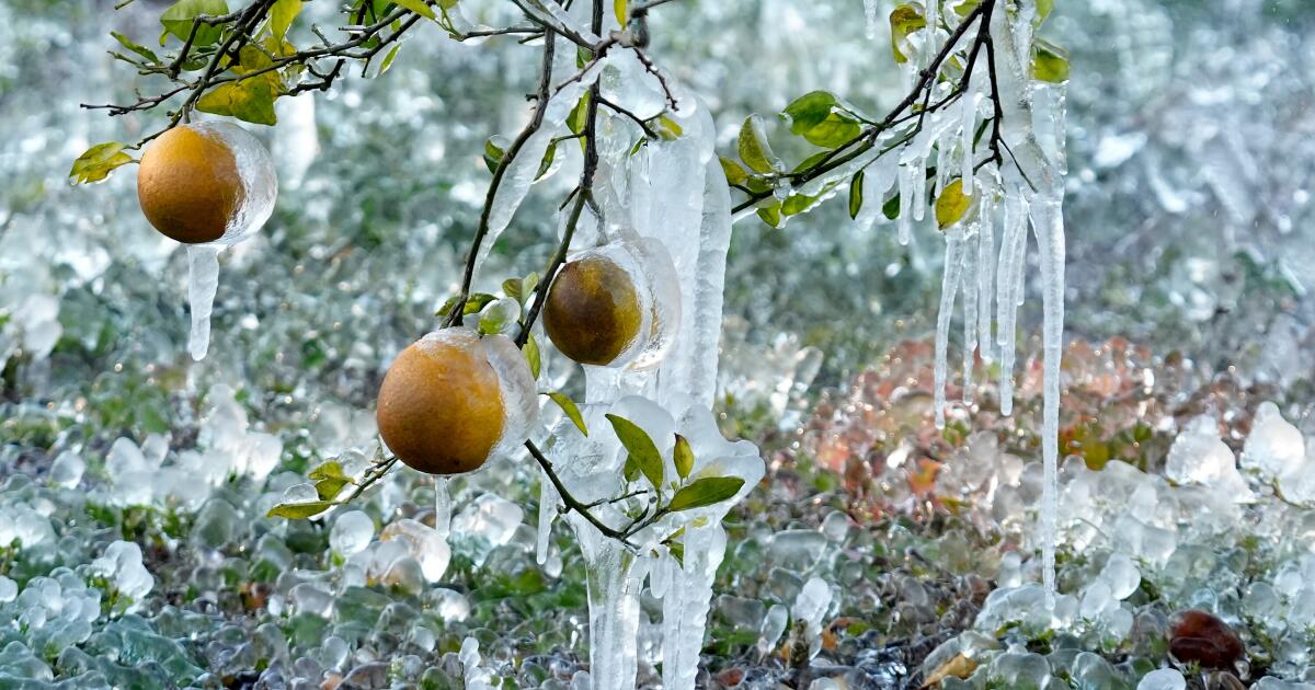 More heavy snow, canceled flights — and, in Florida, falling iguanas