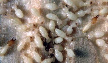 "They think it's Spring": Temperature swings spark premature termite activity in Florida