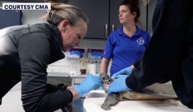 More than 500 cold-stunned sea turtles rescued in Florida as temperatures dropped across state