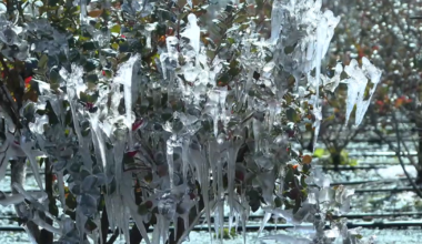 Hillsborough farmers’ crop freeze protection causing dry wells but levels are expected to rebound