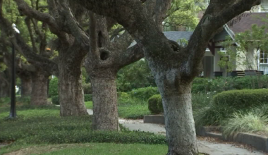 Tampa’s tree canopy matches 20-year low after 2024 hurricanes: Here's how it impacts your energy bill