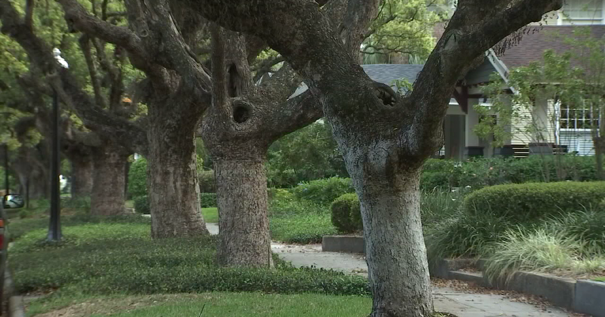 Tampa’s tree canopy matches 20-year low after 2024 hurricanes: Here's how it impacts your energy bill