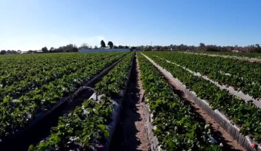 Florida agriculture takes big hit after multiple winter freezes