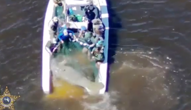 Video: Injured Florida manatee rescued by authorities, receiving medical care at ZooTampa