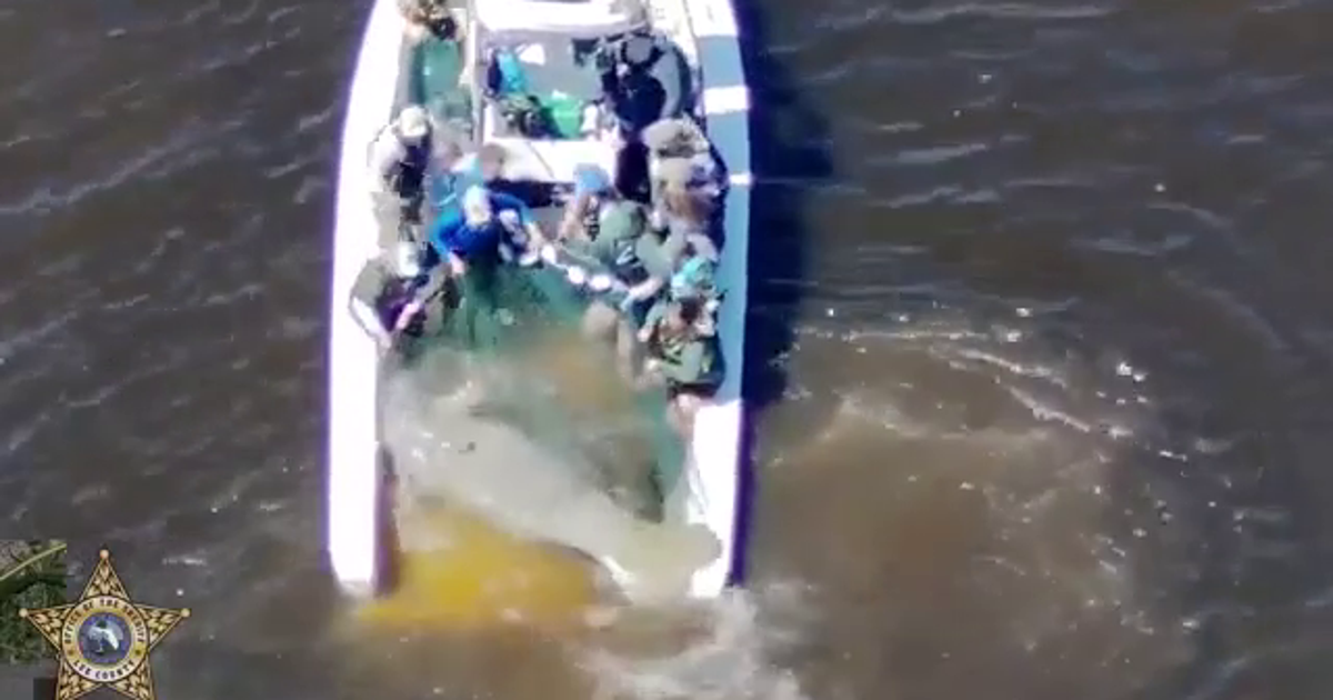 Video: Injured Florida manatee rescued by authorities, receiving medical care at ZooTampa