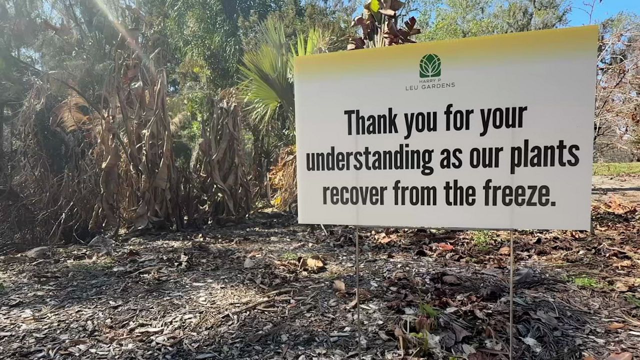 Leu Gardens plant sale battles cold snap impacts