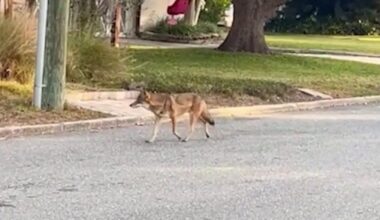 Orlando neighborhood on alert after coyotes attack dog and roam streets in daylight