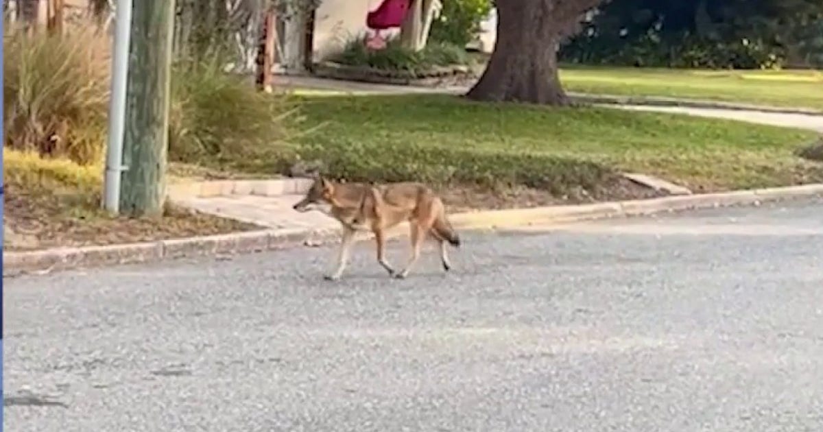 Orlando neighborhood on alert after coyotes attack dog and roam streets in daylight