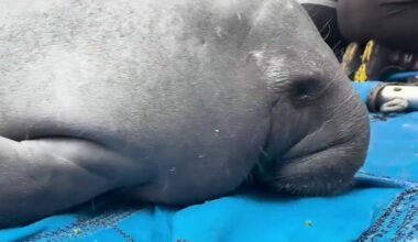 3 rescued manatee calves released back into Florida waters after rehab