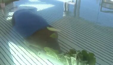 Manatee rescued from storm drain recovers at SeaWorld Orlando: Could this have been prevented?