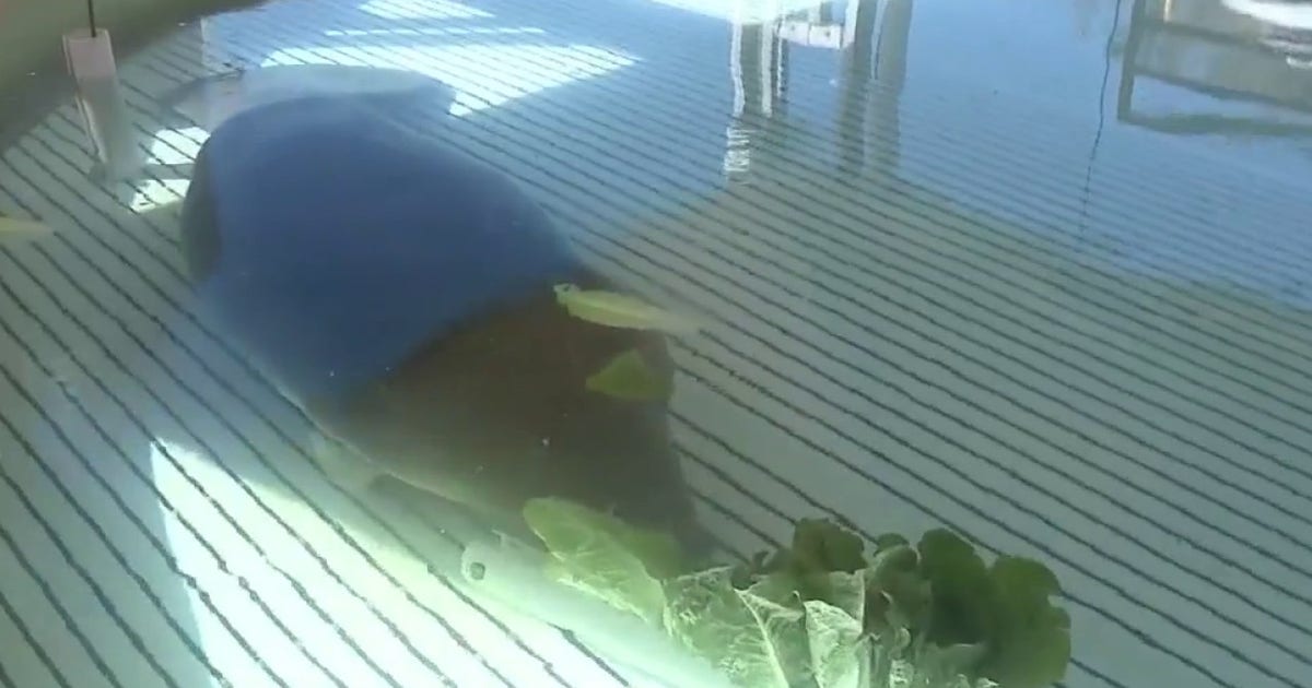 Manatee rescued from storm drain recovers at SeaWorld Orlando: Could this have been prevented?