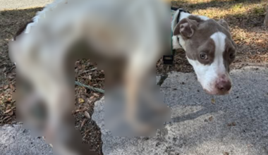 Florida woman facing animal cruelty after severely malnourished dog, Olive, found in New Smyrna Beach: Police