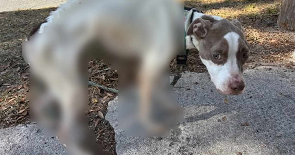 Florida woman facing animal cruelty after severely malnourished dog, Olive, found in New Smyrna Beach: Police