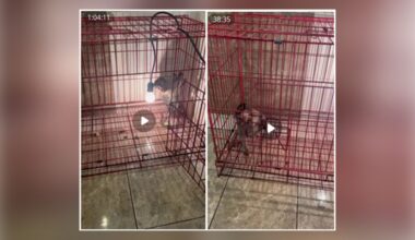 Florida man pleads guilty to distributing animal crush videos – NBC 6 South Florida