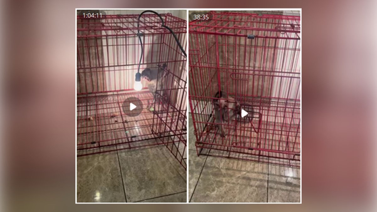 Florida man pleads guilty to distributing animal crush videos – NBC 6 South Florida