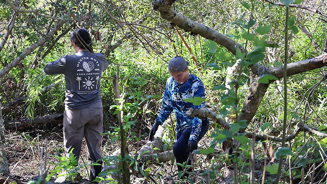 A group of MAR volunteers remove invasive species from a wooded area. (Spectrum Bay News 9/Andy Cole)