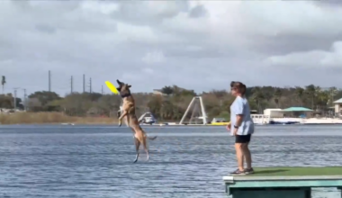 Dog owners take their furry friends to Dania Beach for dock diving competition - WSVN 7News | Miami News, Weather, Sports