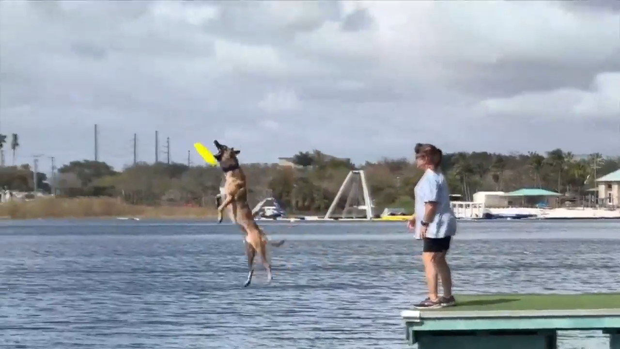 Dog owners take their furry friends to Dania Beach for dock diving competition - WSVN 7News | Miami News, Weather, Sports