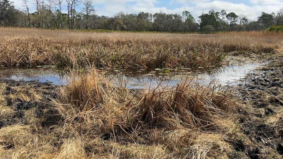 D Ranch Preserve in Osteen is dealing with Florida's extreme drought. (Spectrum News 13/Devin Martin)