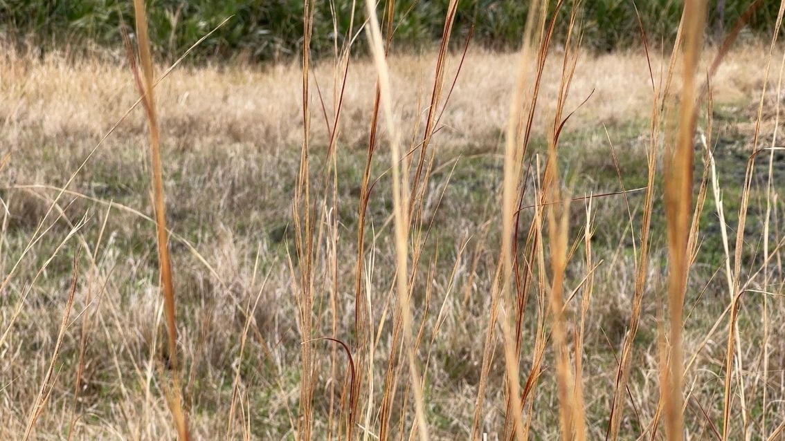 Conservation Florida says even though there’s some water on the property, animal habitats are experiencing drought conditions. (Spectrum News/Devin Martin)