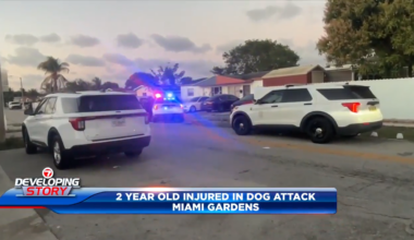 2-year-old rushed to hospital after being attacked by pair of dogs in Miami Gardens home - WSVN 7News | Miami News, Weather, Sports