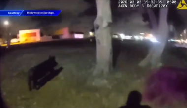 Pig leads officers on fun pursuit in Hollywood - WSVN 7News | Miami News, Weather, Sports