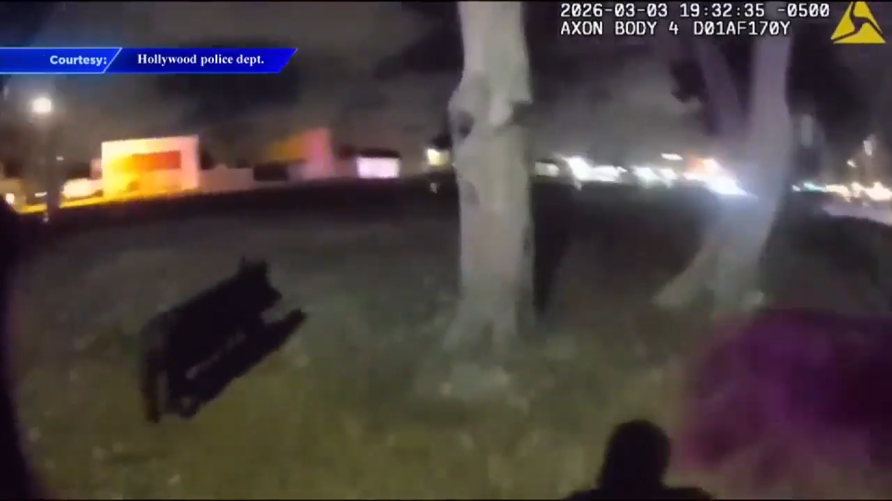 Pig leads officers on fun pursuit in Hollywood - WSVN 7News | Miami News, Weather, Sports