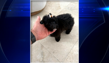Coco, missing poodle mix puppy that was inside stolen Bentley, found safe in Fort Lauderdale - WSVN 7News | Miami News, Weather, Sports